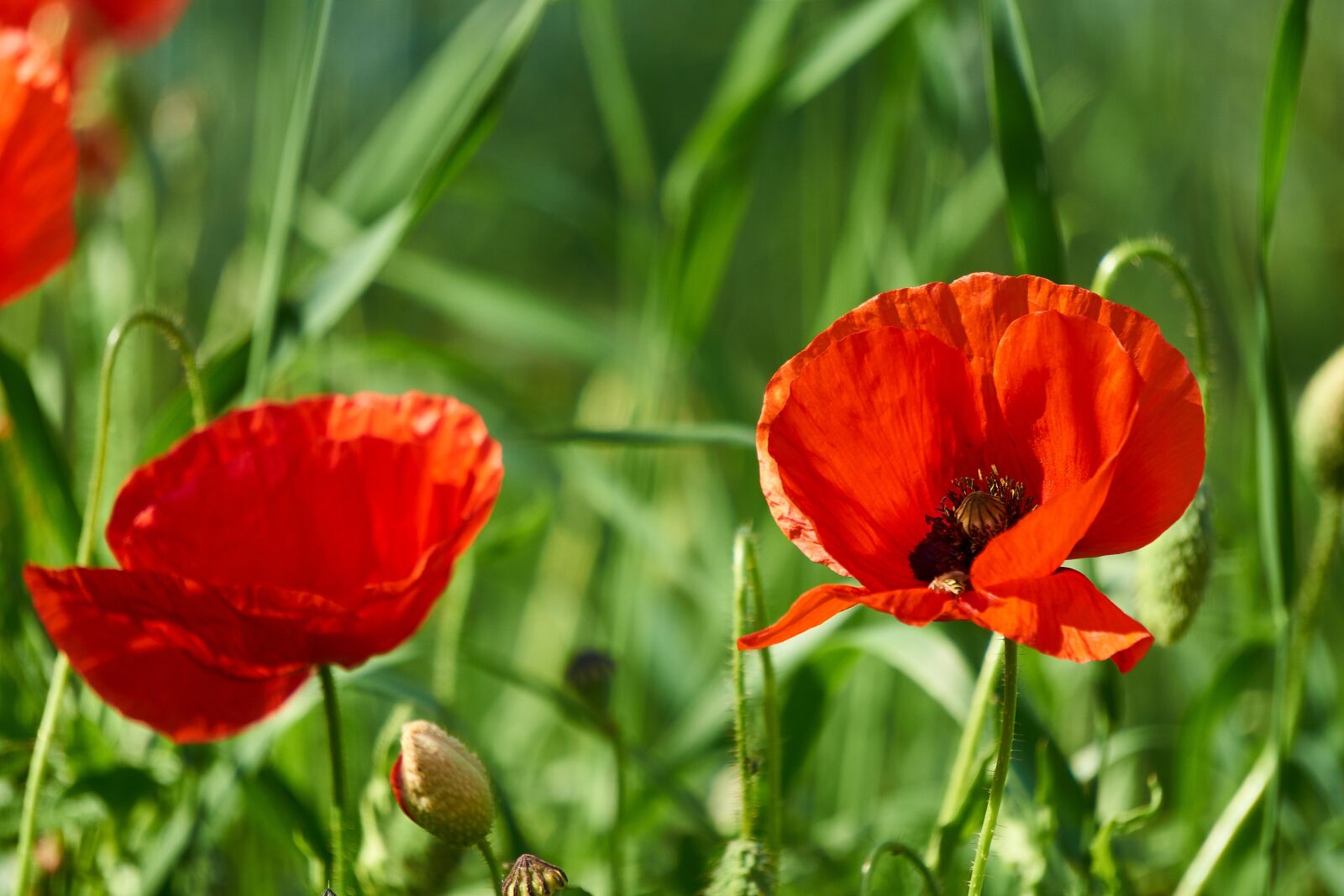Sony E 55-210mm F4.5-6.3 OSS sample photo. Klatschmohn, plant, flower photography