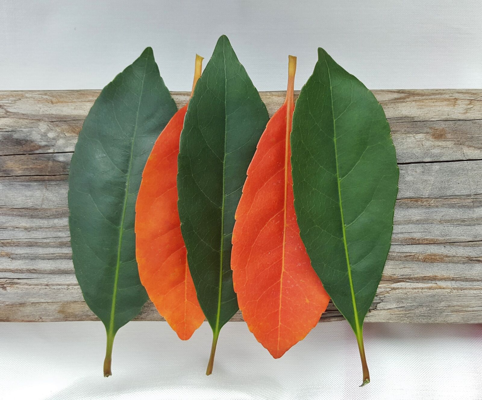 Samsung Galaxy Note5 sample photo. Leaves, fall, fall colors photography