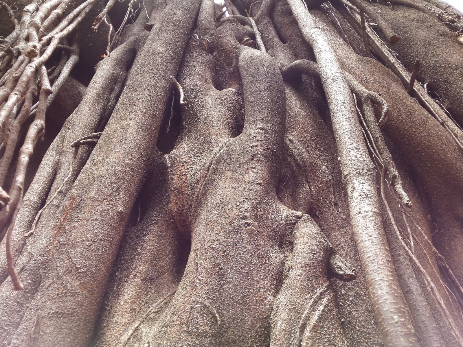 Samsung Galaxy S4 sample photo. Bark, brasil, tree photography