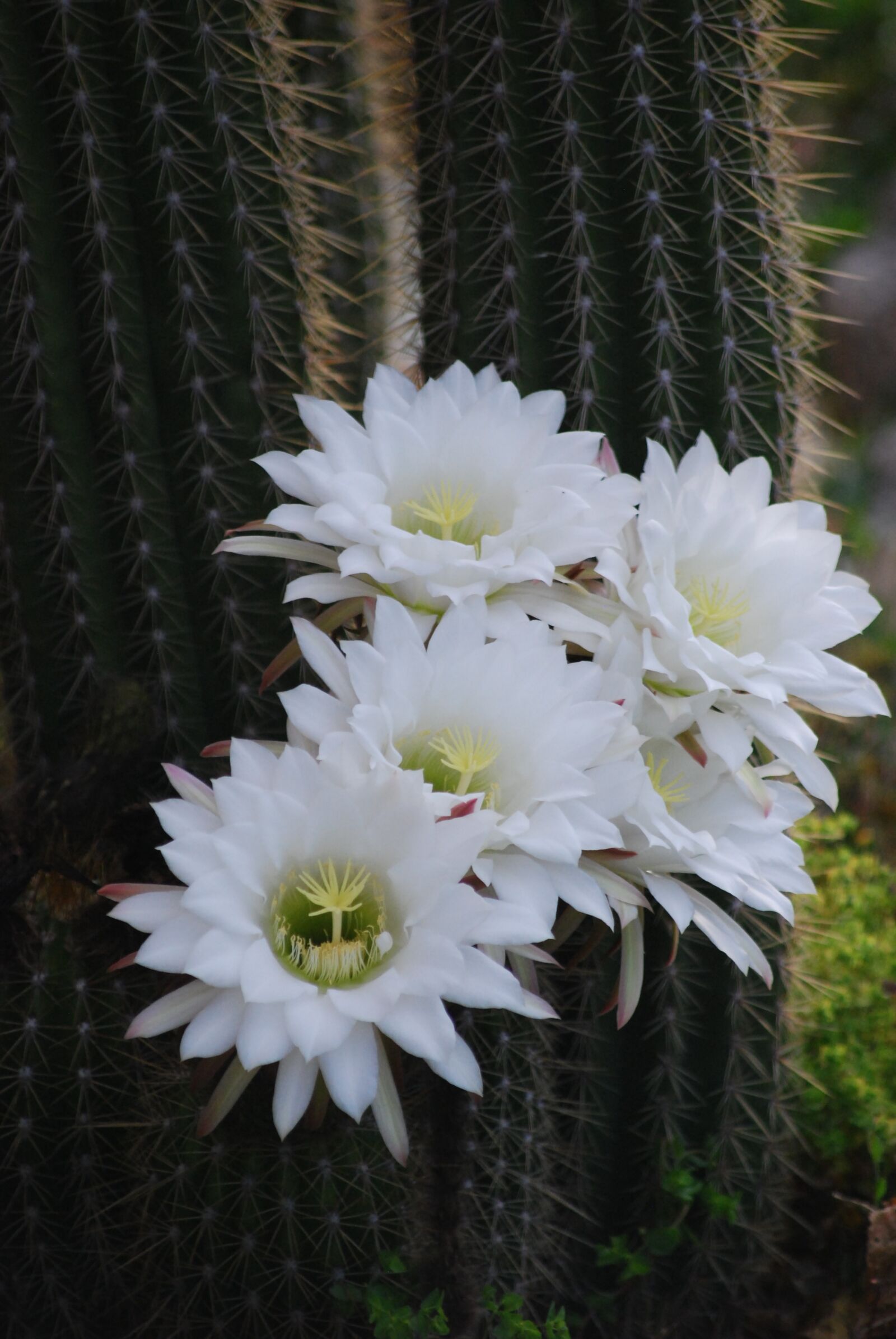 Nikon D60 sample photo. Cactus, flower, white flower photography