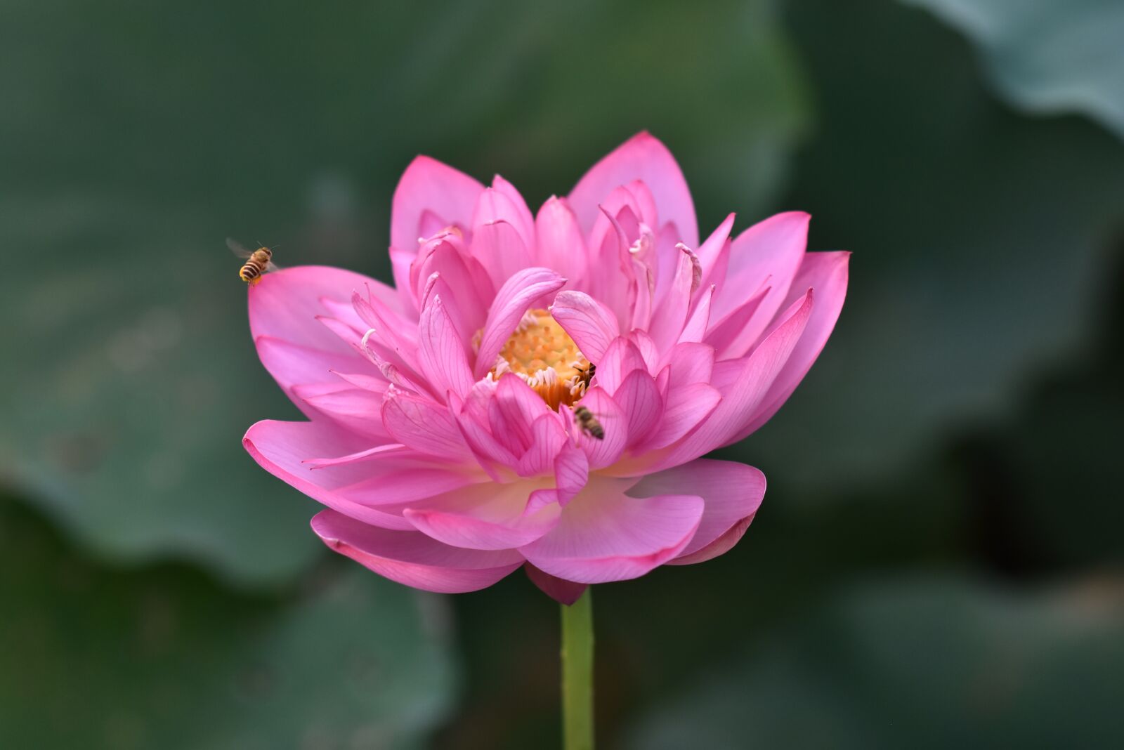 Nikon D7200 sample photo. Plant, flower, lotus photography