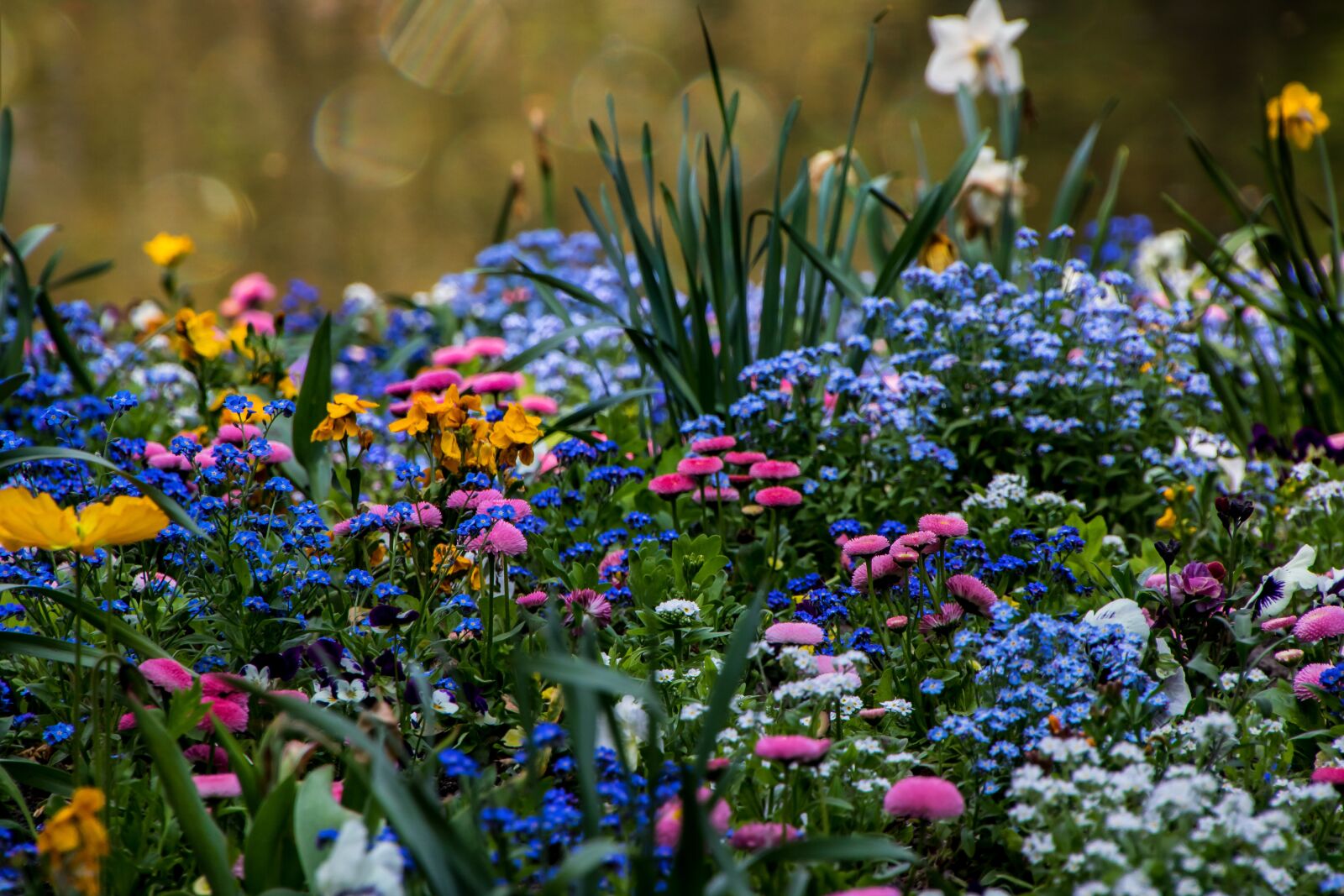 Canon EOS 750D (EOS Rebel T6i / EOS Kiss X8i) sample photo. Flower, plant, nature photography