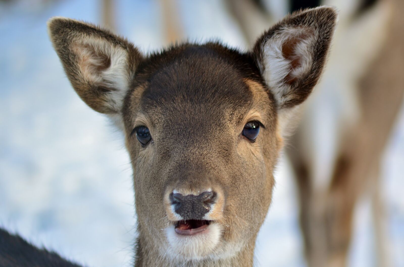 Nikon D5200 sample photo. Roe deer, winter, snow photography