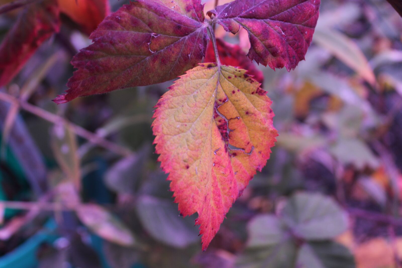 Canon EOS 2000D (EOS Rebel T7 / EOS Kiss X90 / EOS 1500D) sample photo. Autumn, leaf, nature photography