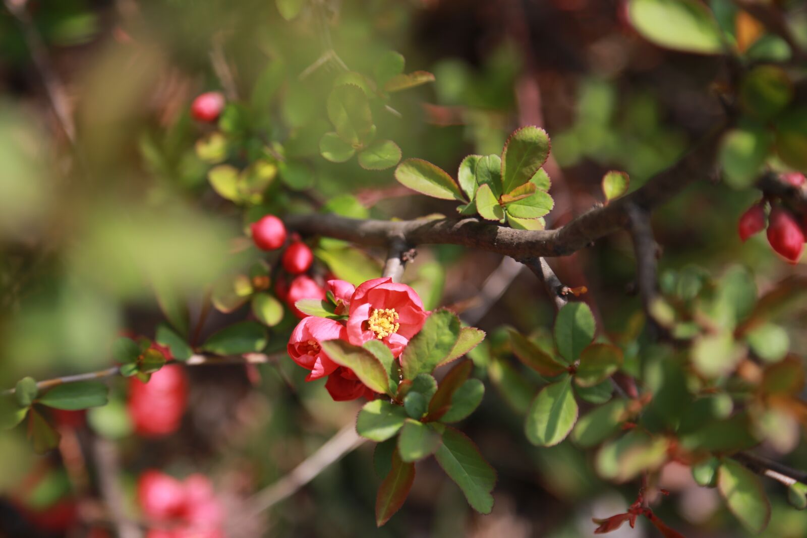 Canon EOS 6D + Canon EF 24-105mm F4L IS USM sample photo. People tree, flowers, the photography