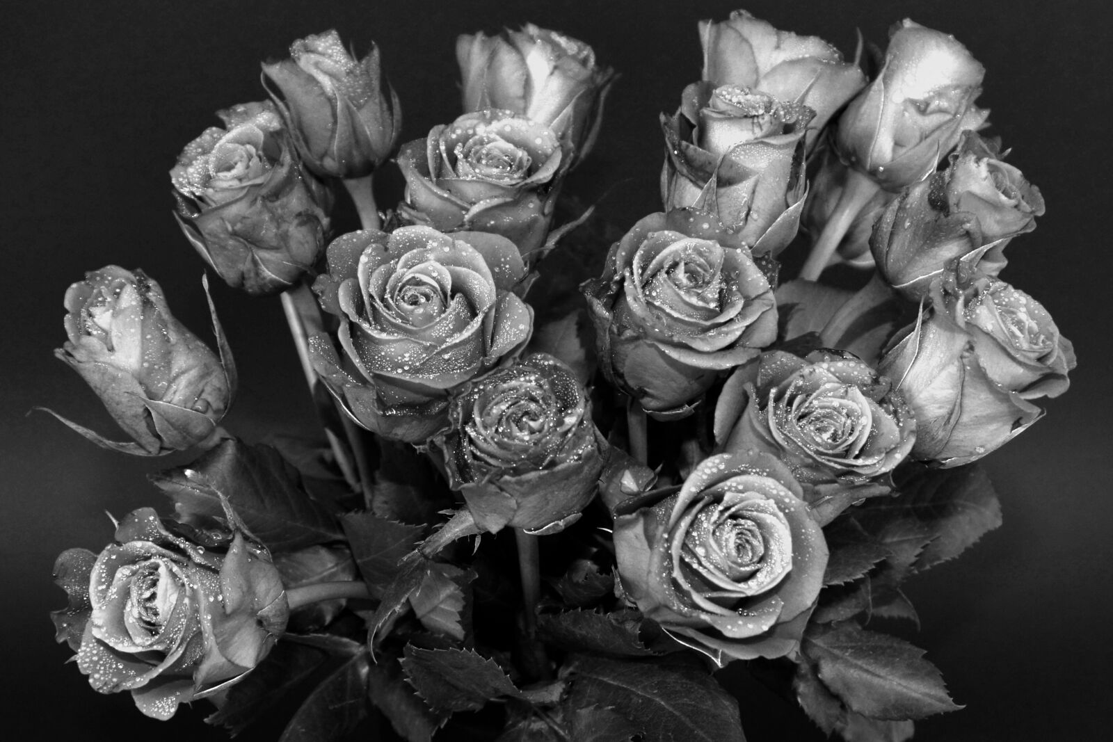 Nikon D7100 sample photo. Roses, drip, bouquet of photography