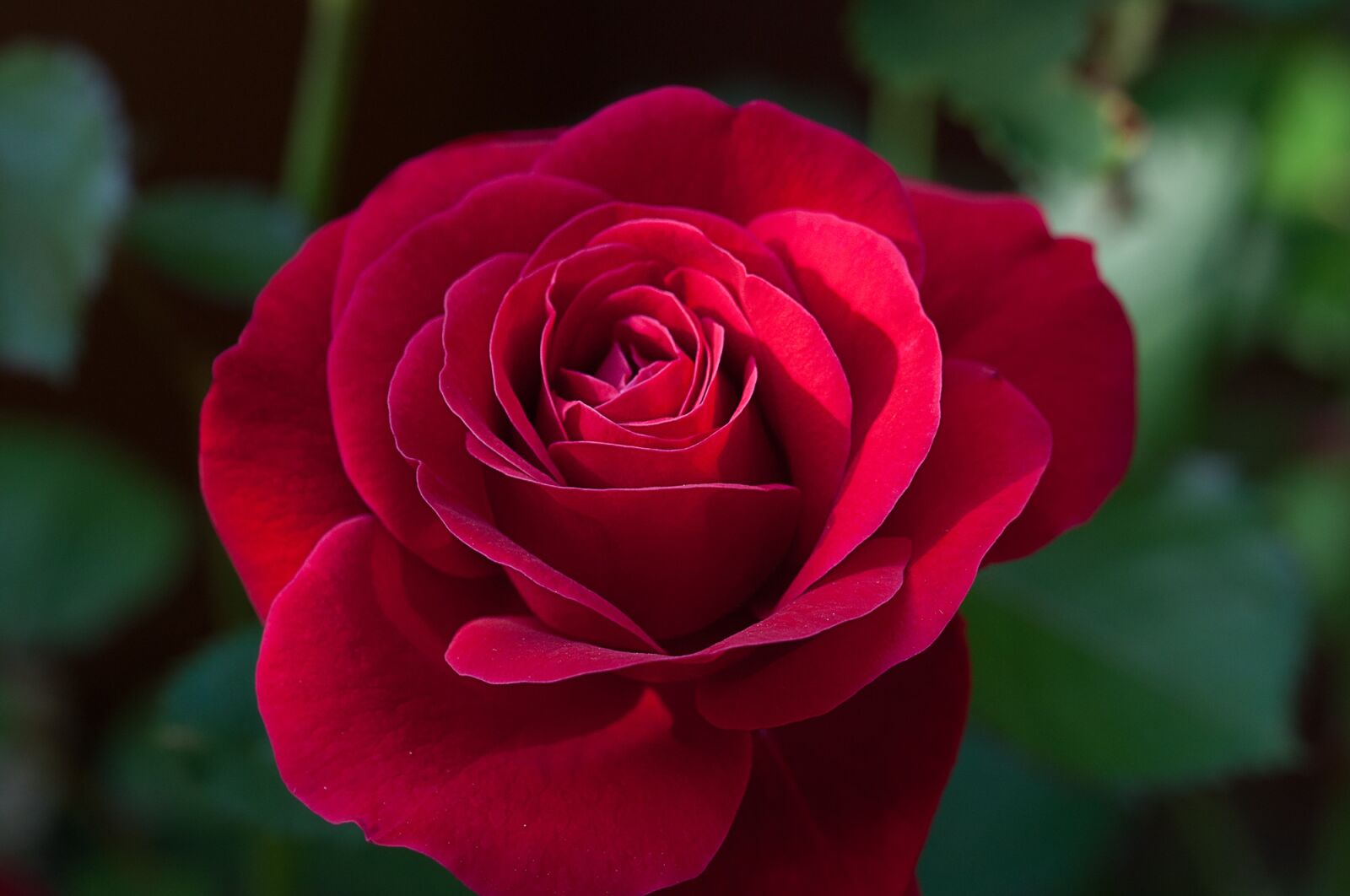 Nikon D90 sample photo. Flower, rose, red photography