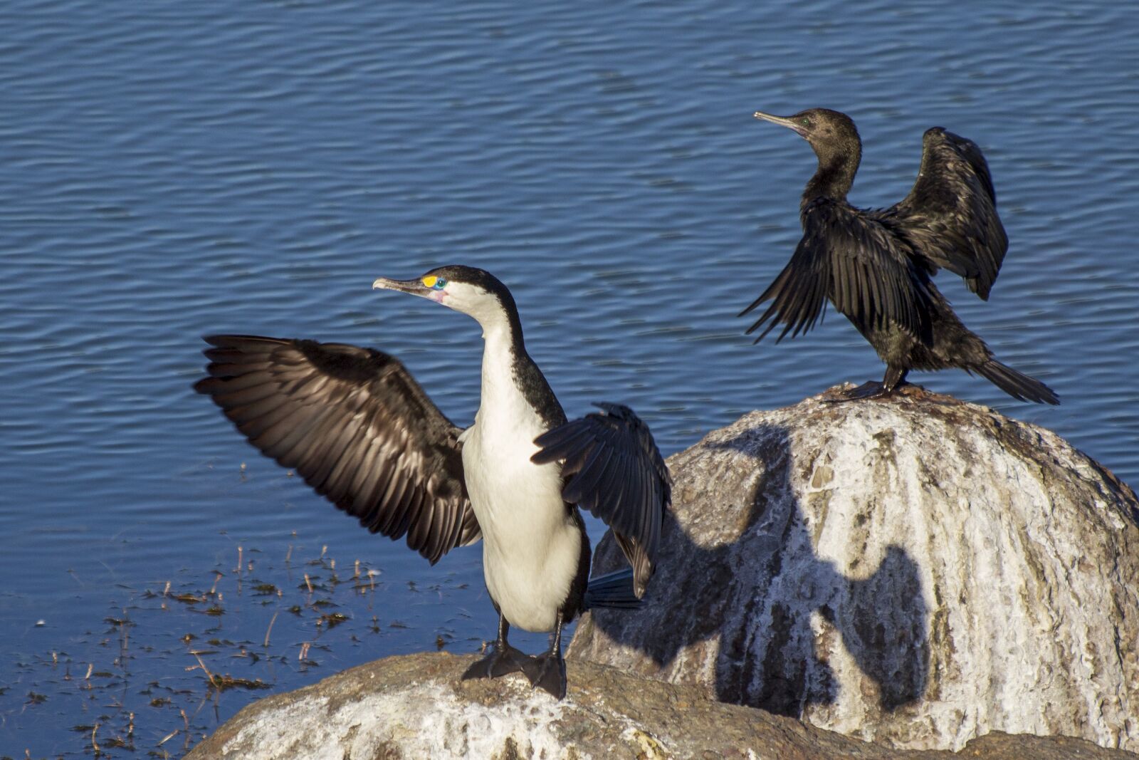 Canon EF 70-300 F4-5.6 IS II USM sample photo. Shag, bird, wings photography