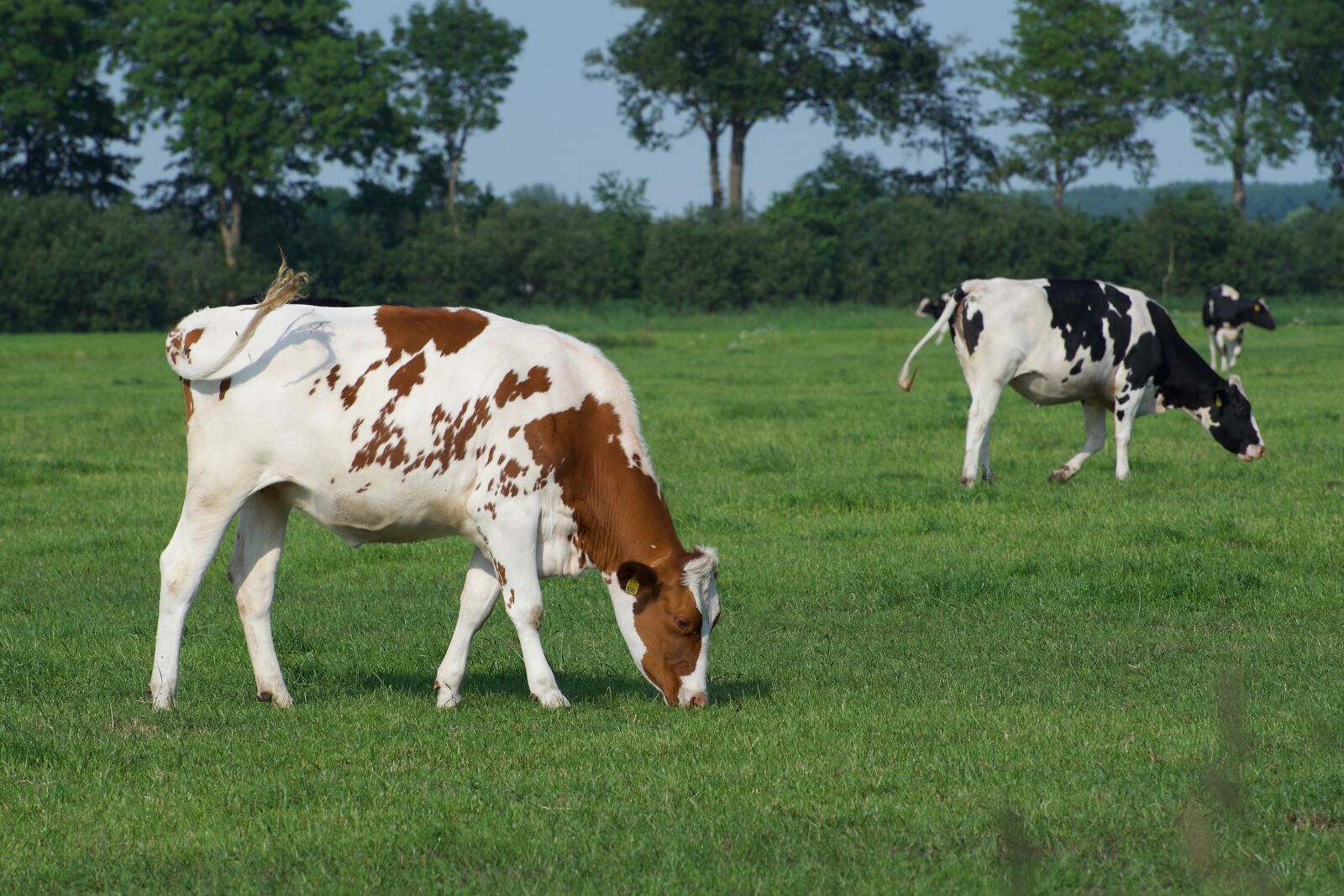 Nikon D750 sample photo. Cows, animals, cow photography