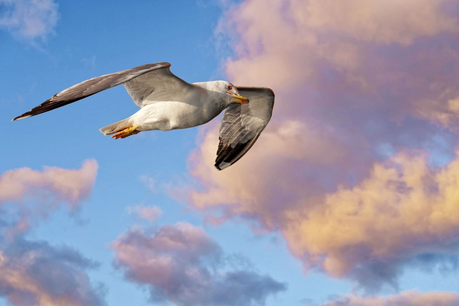 Fujifilm X-T2 + Fujifilm XF 55-200mm F3.5-4.8 R LM OIS sample photo. Seagull, bird seabird, water photography