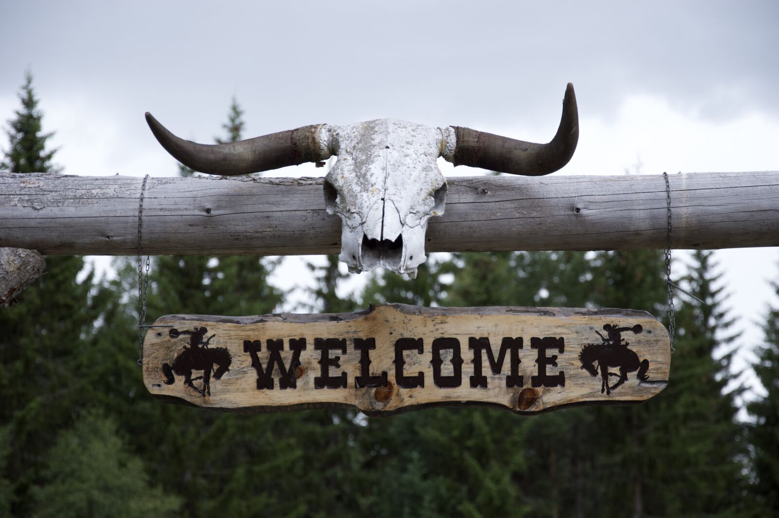 Nikon D3200 sample photo. Western, horns, ranch photography