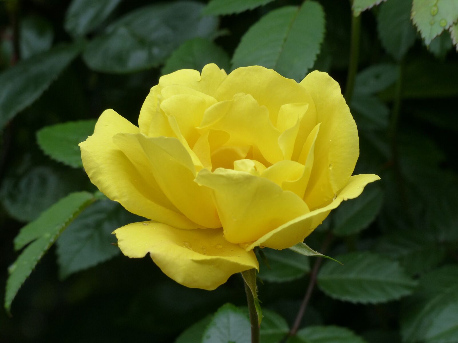 Panasonic Lumix DMC-FZ200 sample photo. Rose, yellow, rose blooms photography