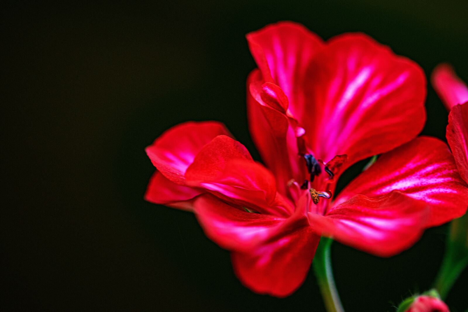 Nikon D5300 sample photo. Nutmeg, flower, close-up photography