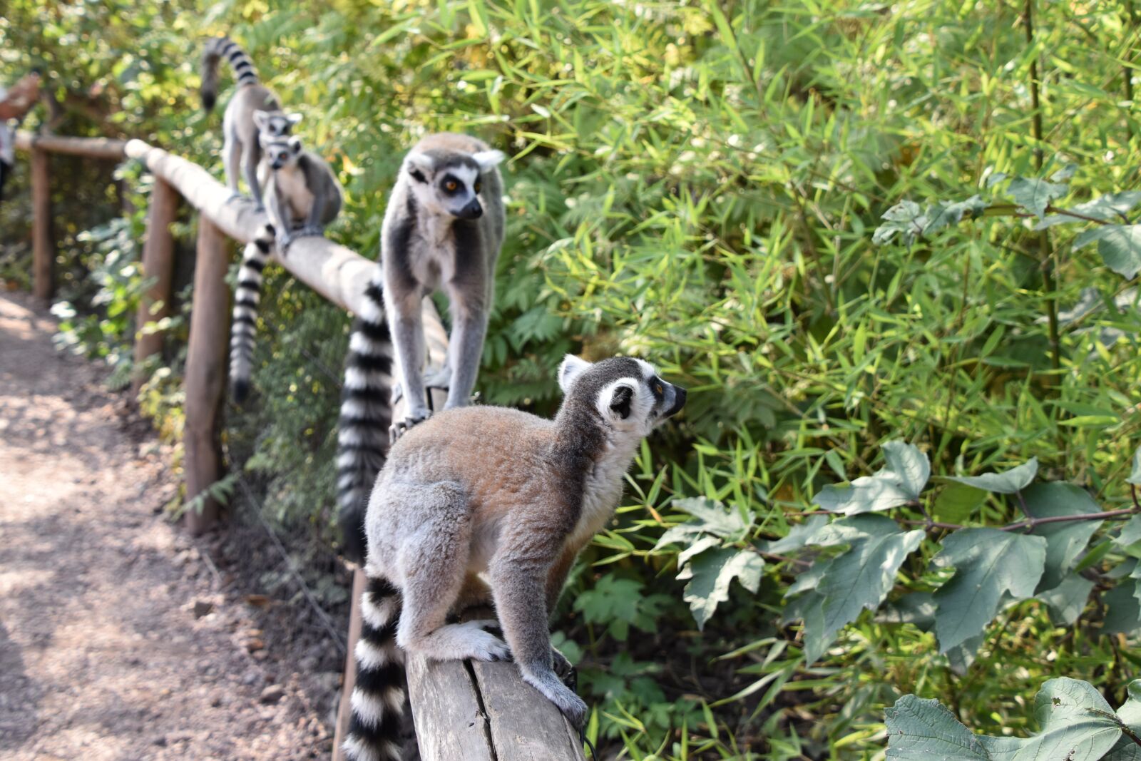 Nikon D5600 sample photo. Lemur, maki catta, stripes photography