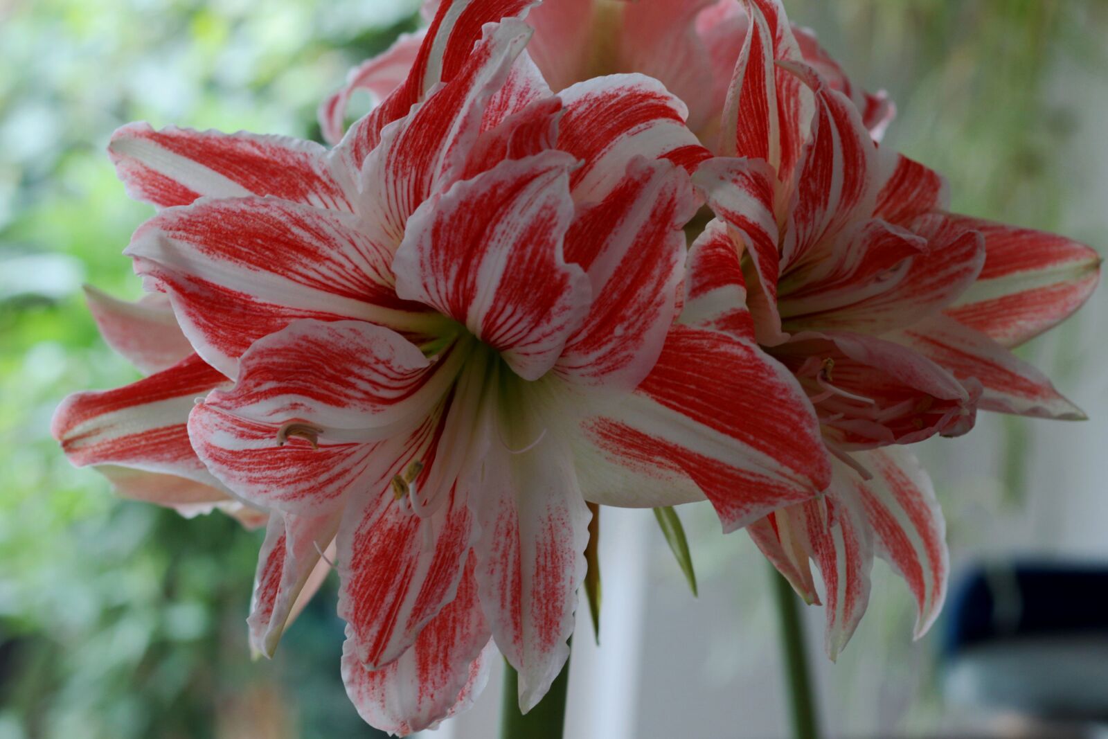 Canon EOS 7D Mark II + Canon EF 50mm F1.8 STM sample photo. Amaryllis flaming peacock, striped photography