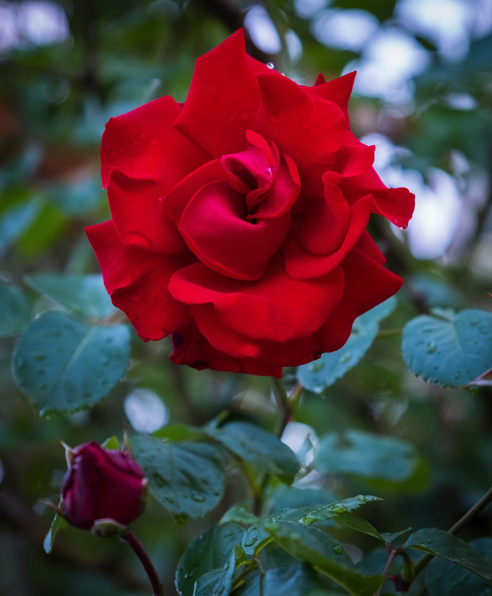 Fujifilm X-T2 sample photo. Rose, red, bush photography