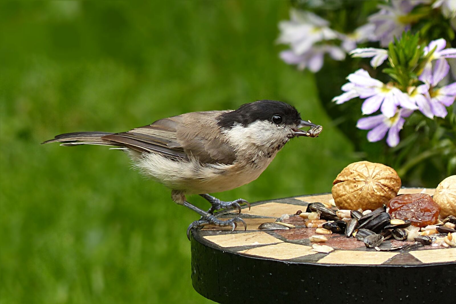 Panasonic Lumix DMC-FZ200 sample photo. Coal tit, periparus ater photography