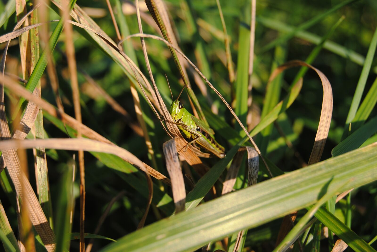 Nikon D3000 sample photo. Grass, autumn, tettigonia viridissima photography