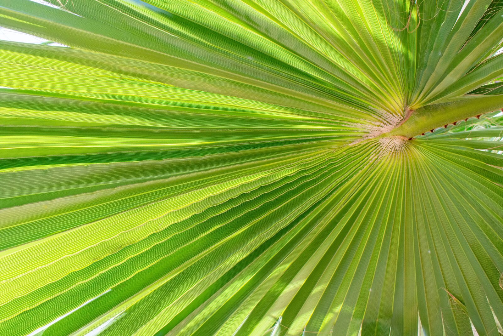 Nikon D7200 sample photo. Palma, the palm leaf photography