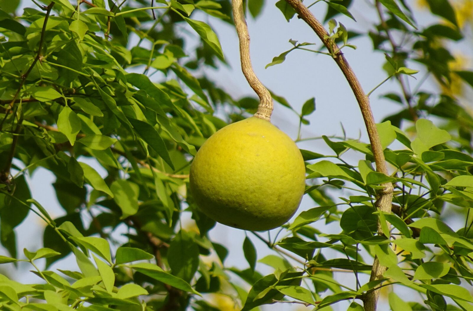 Sony DSC-WX800 sample photo. Fruit, aegle marmelos, bengal photography