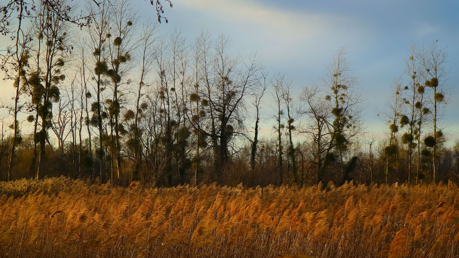 Canon EF-M 15-45mm F3.5-6.3 IS STM sample photo. Grasses, mistletoe, tree photography