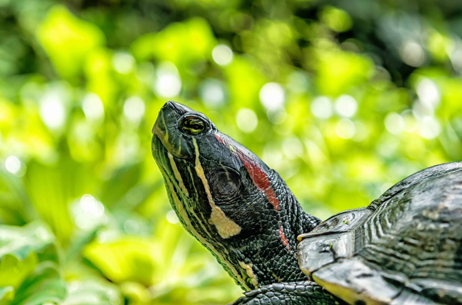 Nikon D3300 sample photo. Tortoise, nature, shell, reptile photography