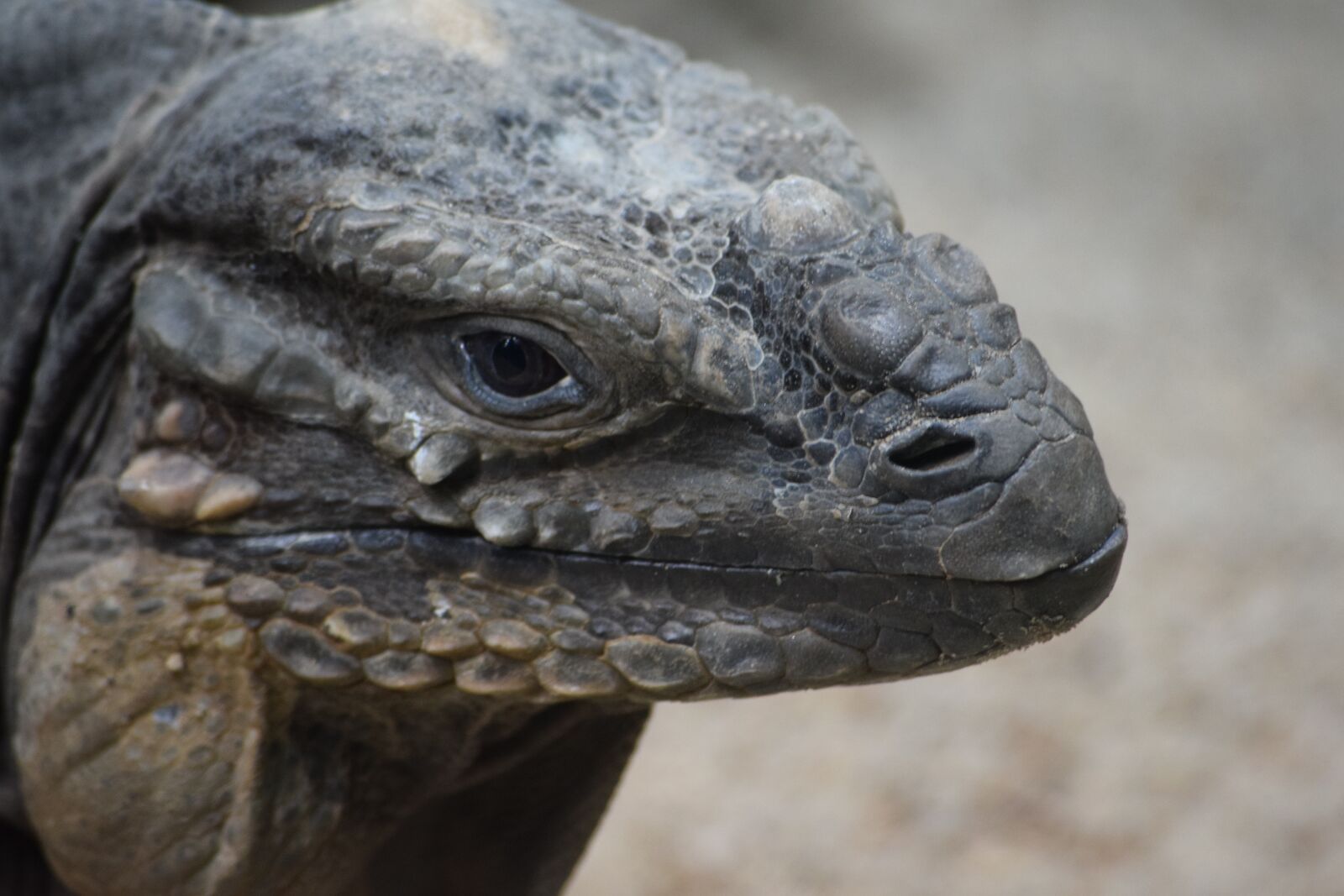 Nikon D3300 sample photo. Komodo, dragon, monitor photography