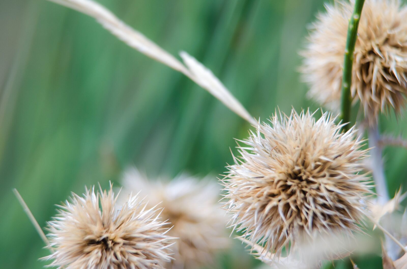 Nikon D5100 sample photo. Flower, natur, garden photography