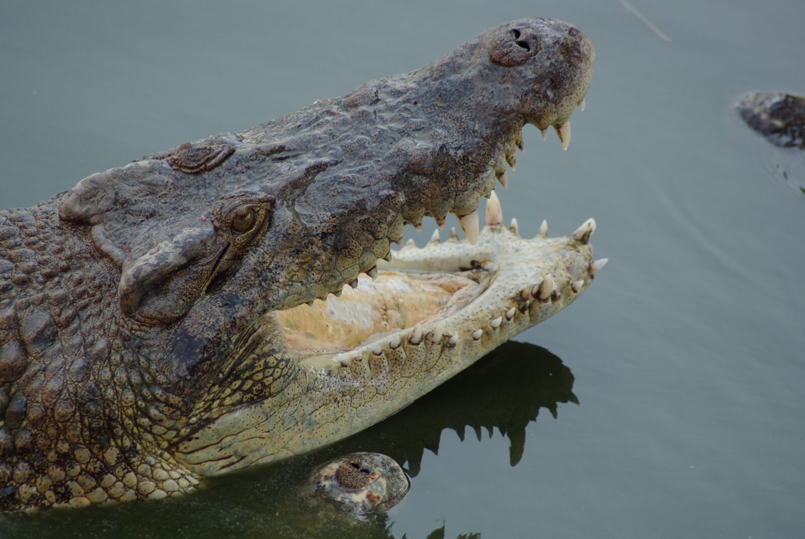 Pentax K200D sample photo. Swamp, crocodile, animal photography