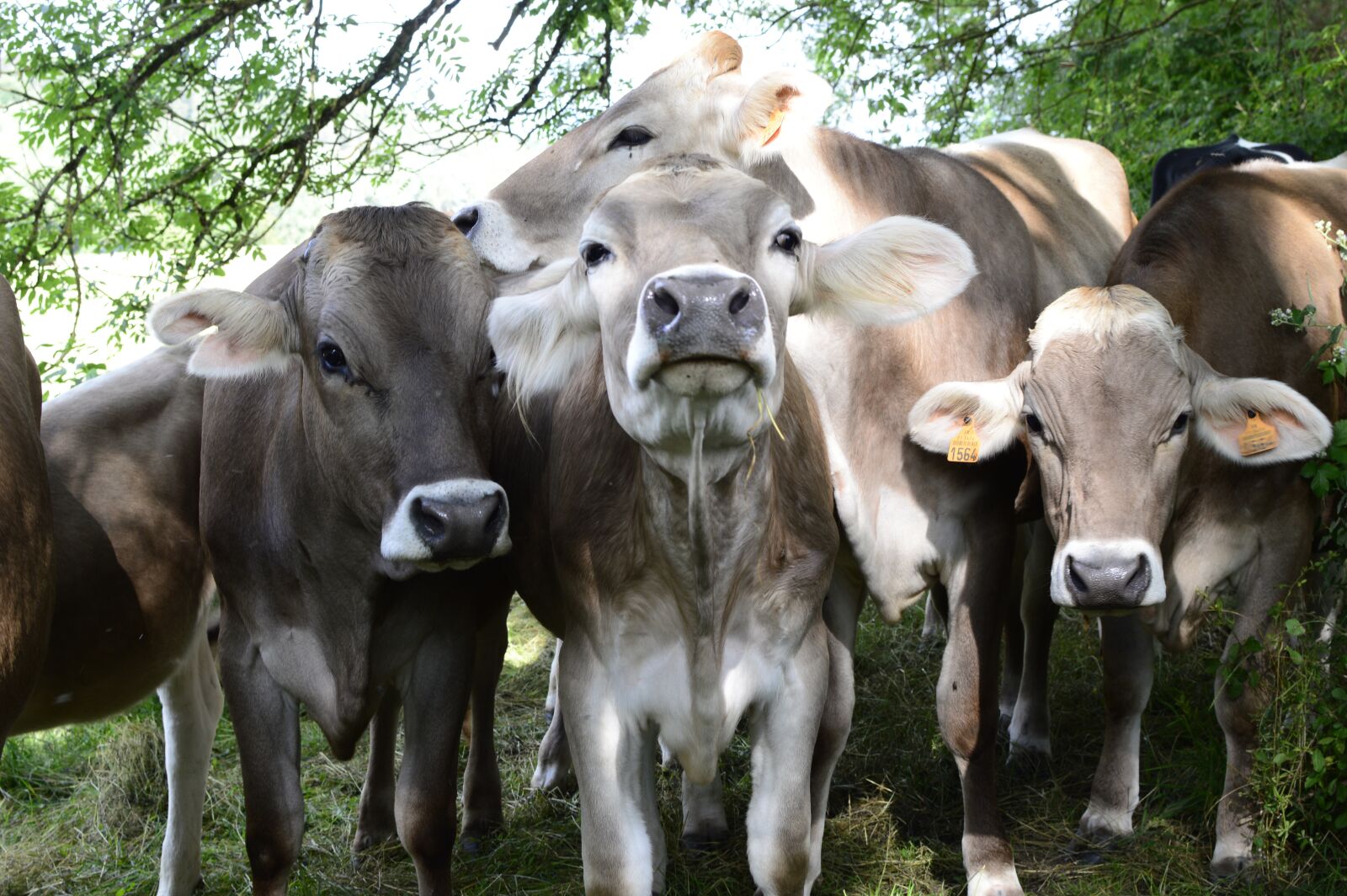 Nikon D3200 sample photo. Cows, field, cow photography