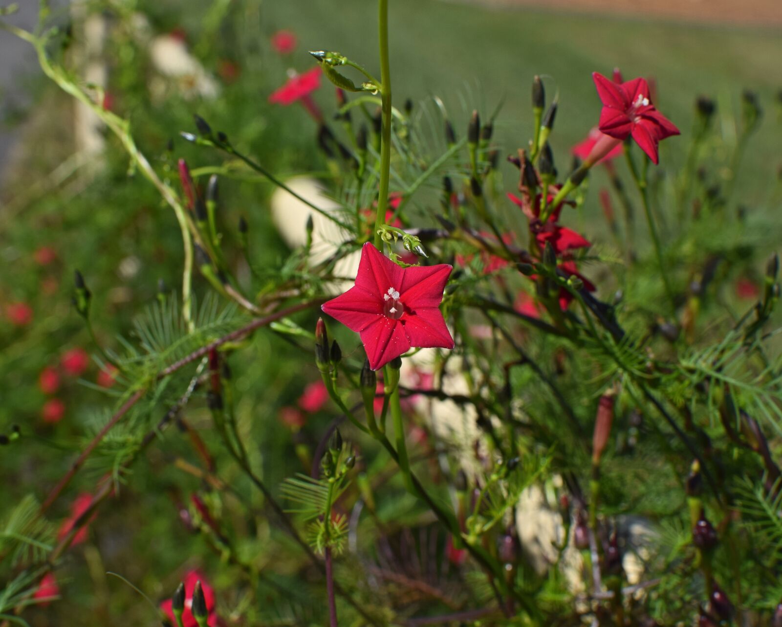 Nikon D3300 sample photo. Red cyprus vine, flower photography