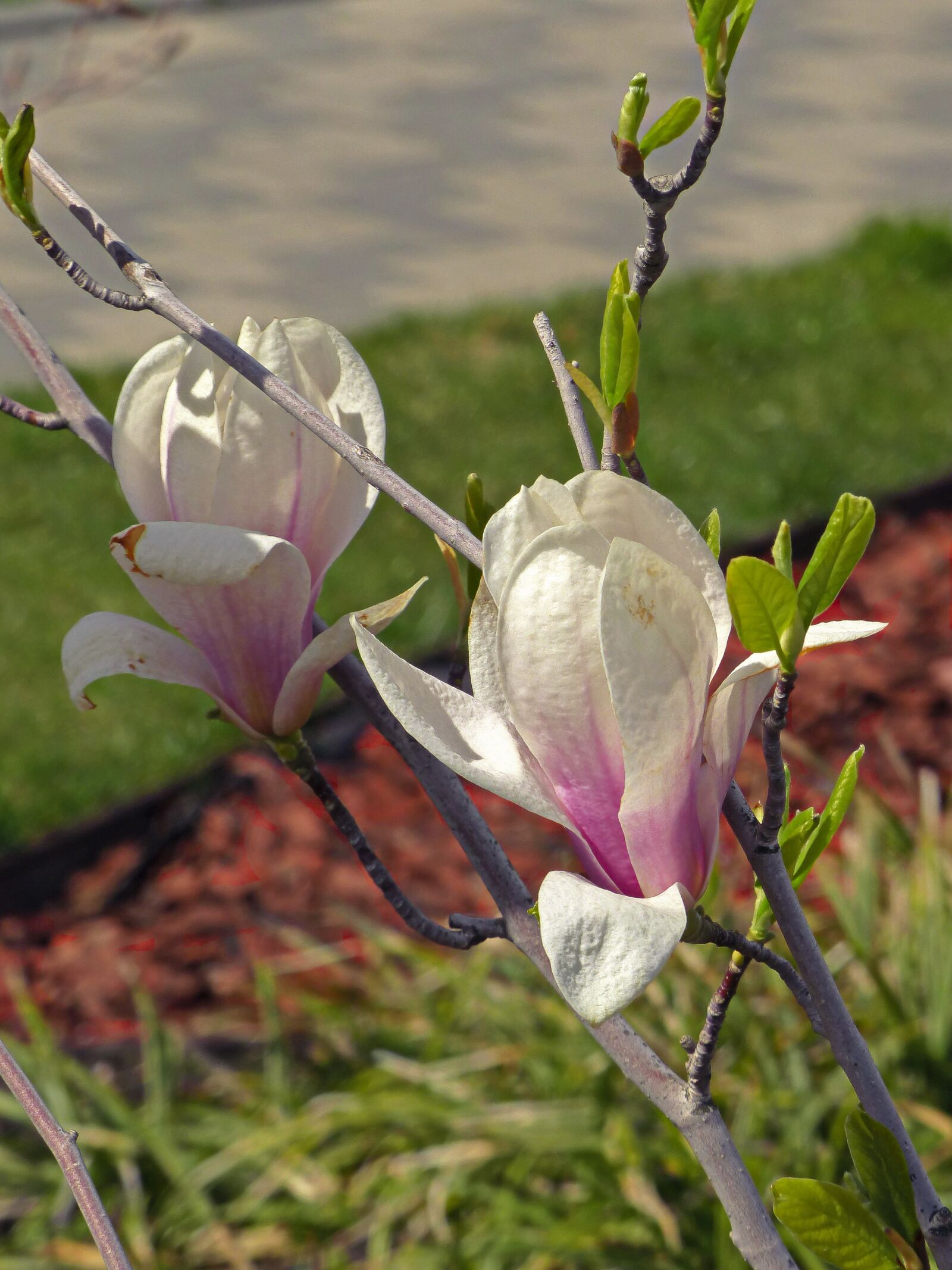 Panasonic Lumix DMC-FZ200 sample photo. Magnolia, spring, flowers photography