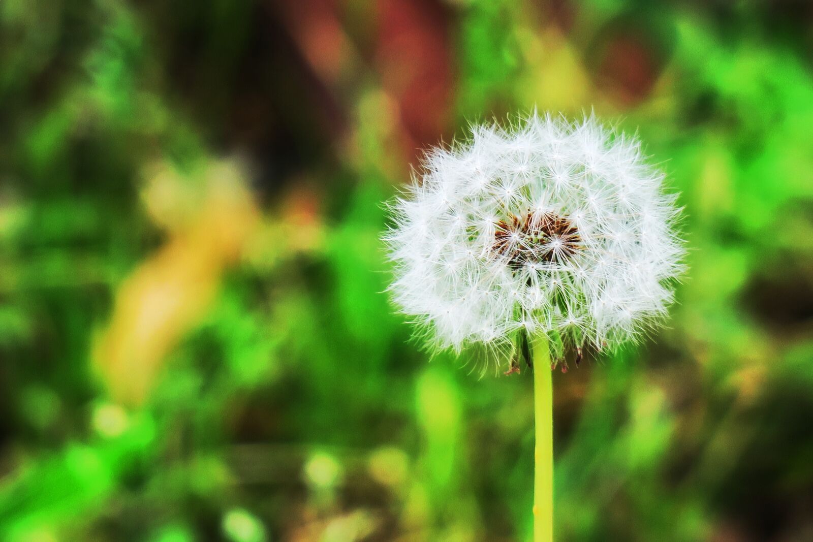 Canon PowerShot G3 X sample photo. Dandelion, wild, plant photography