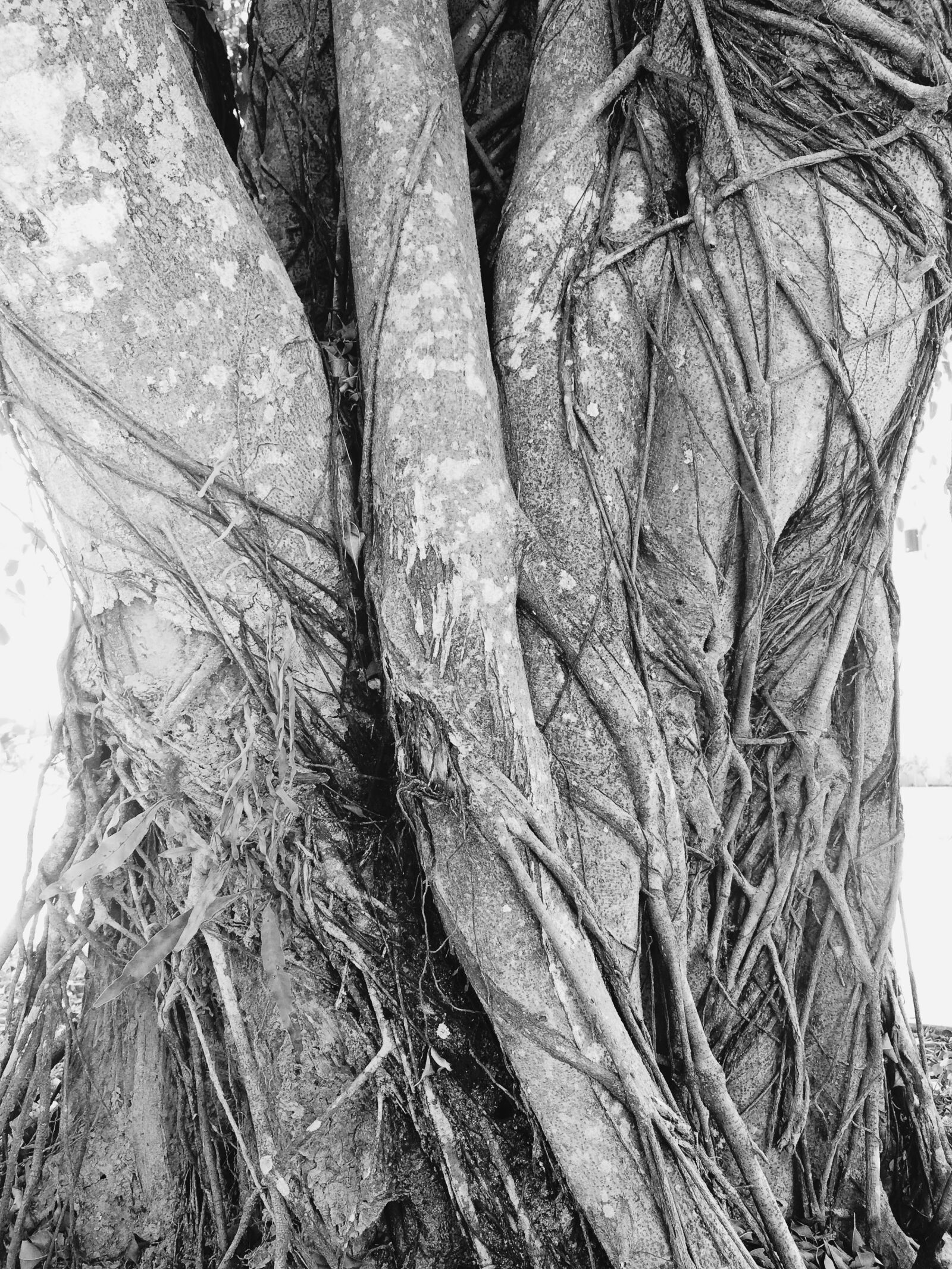 iPhone 5s back camera 4.15mm f/2.2 sample photo. Tree, tree, trunk, trunk photography