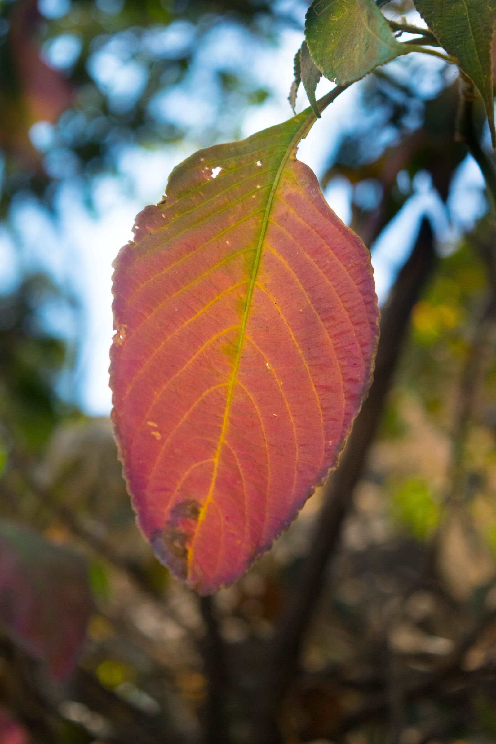 Nikon D5300 sample photo. Orange, tree, green photography