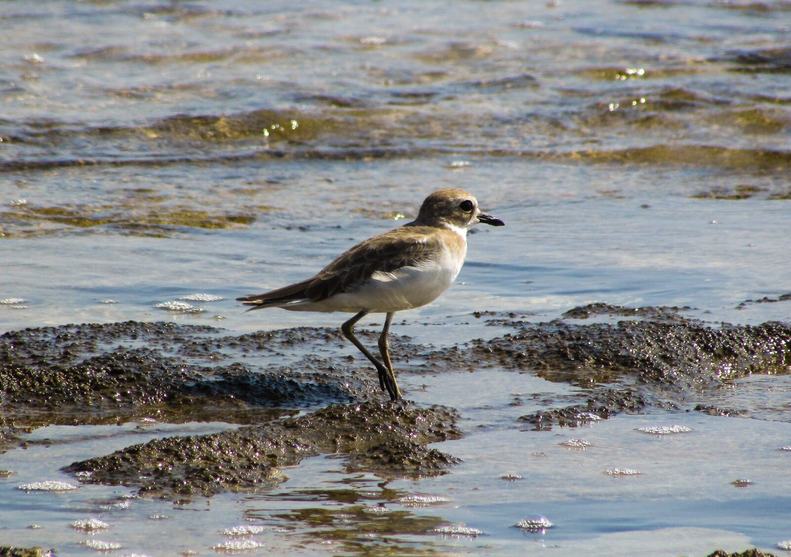 Canon PowerShot SX400 IS sample photo. Sea bird, animal, sea photography