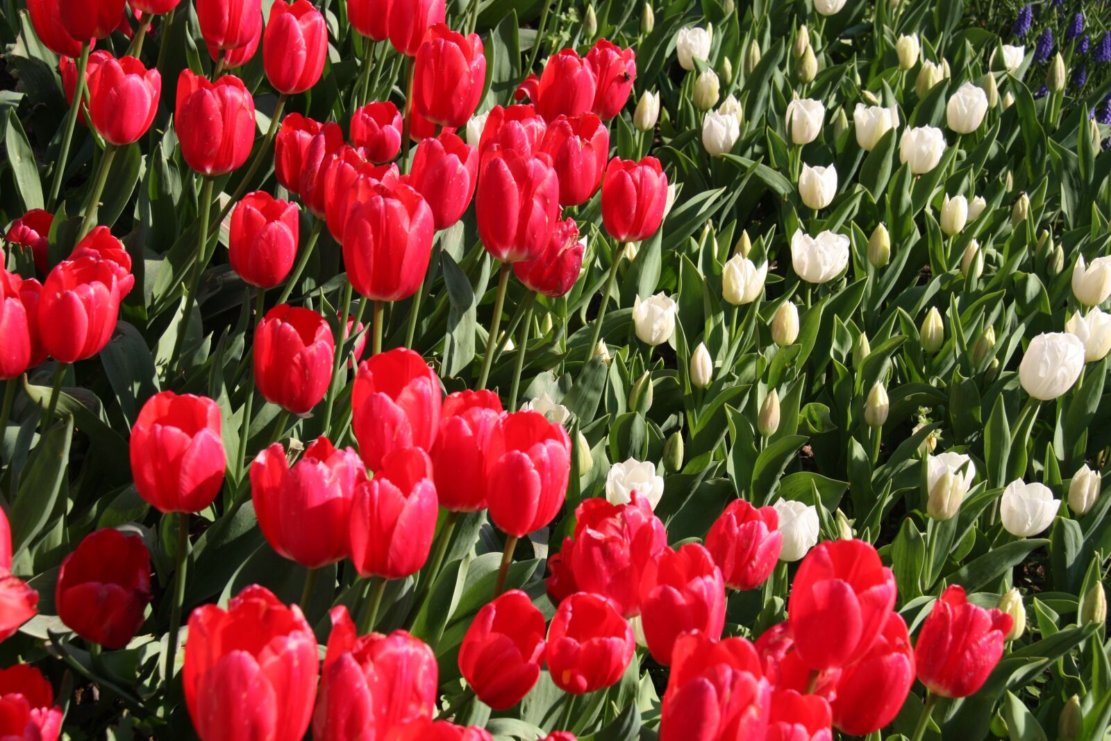 Canon EOS 450D (EOS Rebel XSi / EOS Kiss X2) sample photo. Tulips, spring, red photography