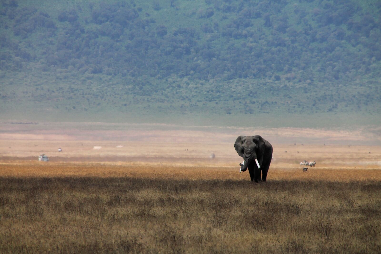 Canon EOS 1100D (EOS Rebel T3 / EOS Kiss X50) sample photo. Elephant, crater, africa photography