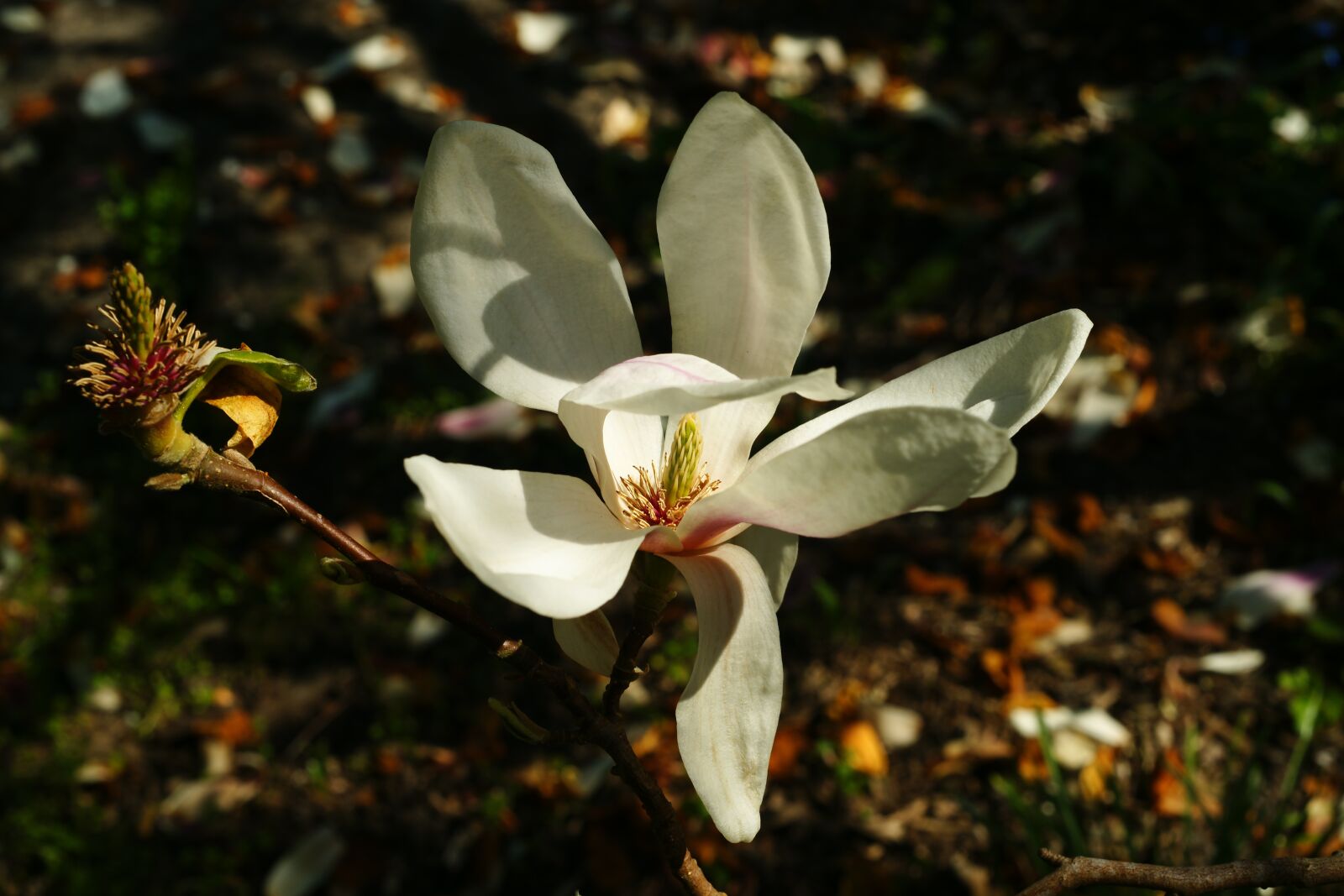 Sony Alpha DSLR-A900 sample photo. Magnolia, bud, spring photography