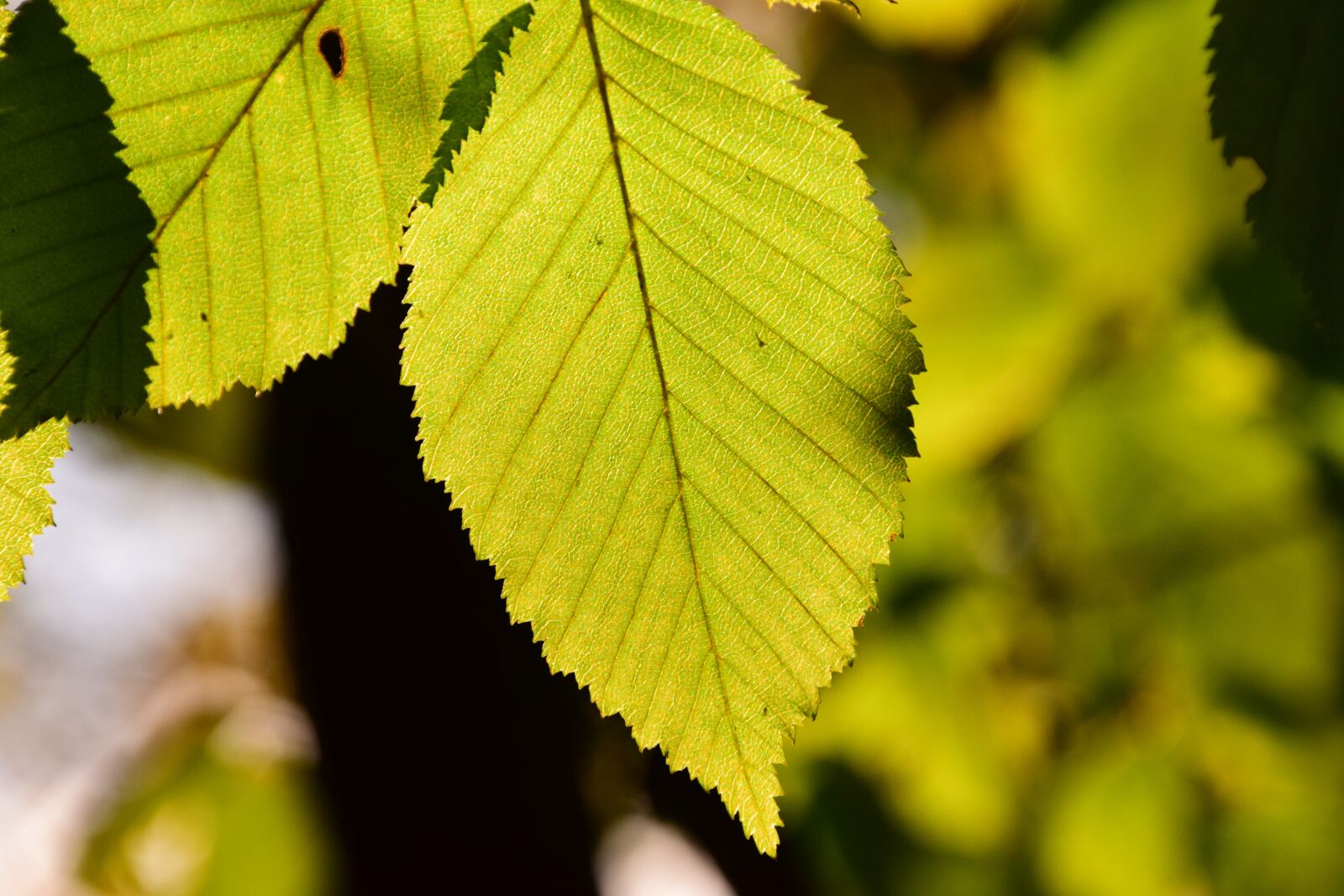 Nikon D3300 sample photo. Leaves, green, light photography