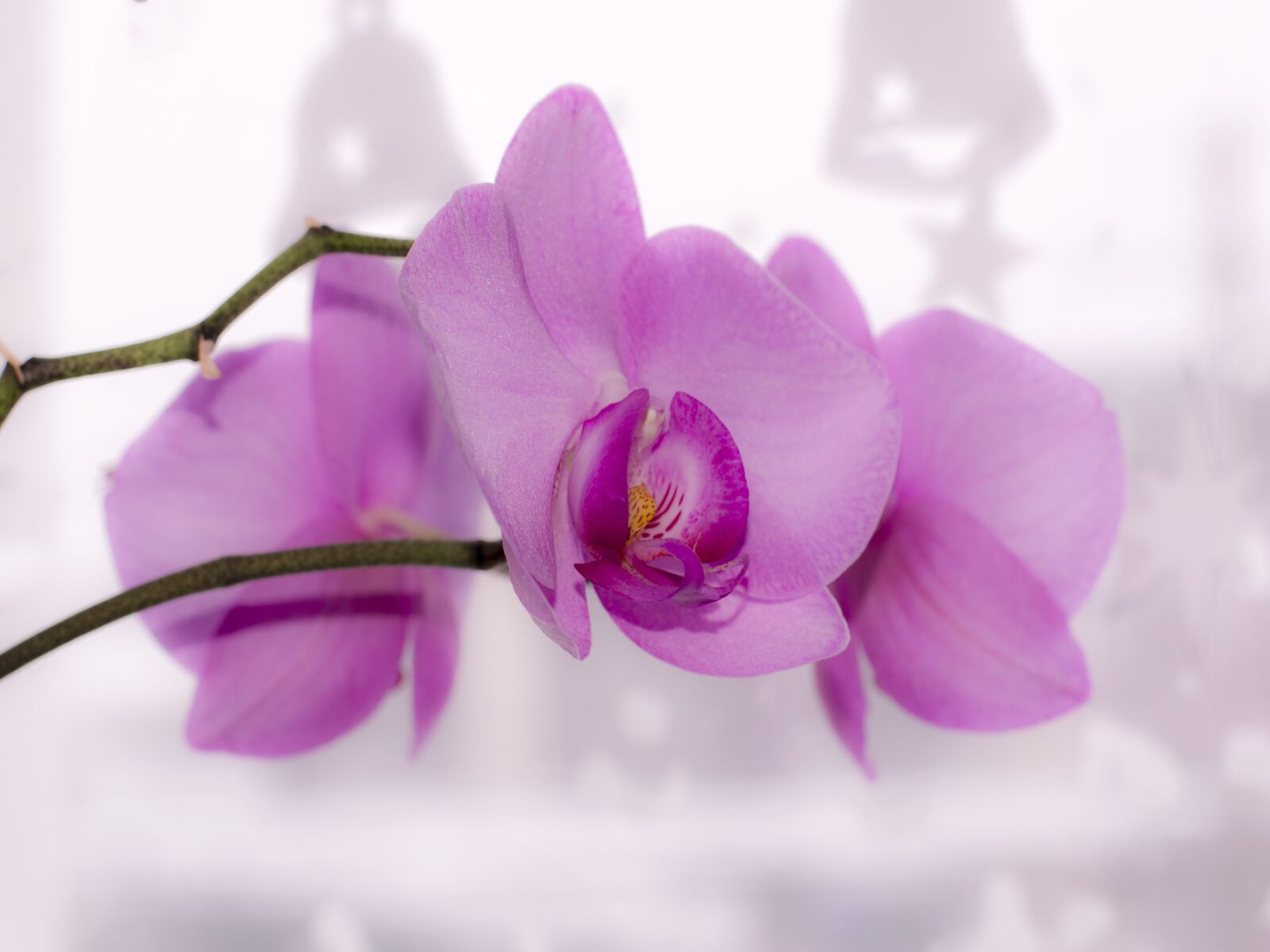 Nikon D5300 sample photo. Flower, orchid, bright photography