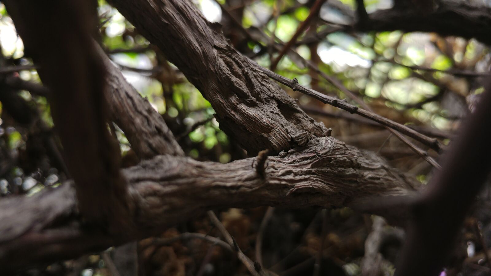 LG G5 sample photo. Dark, dry, wood photography