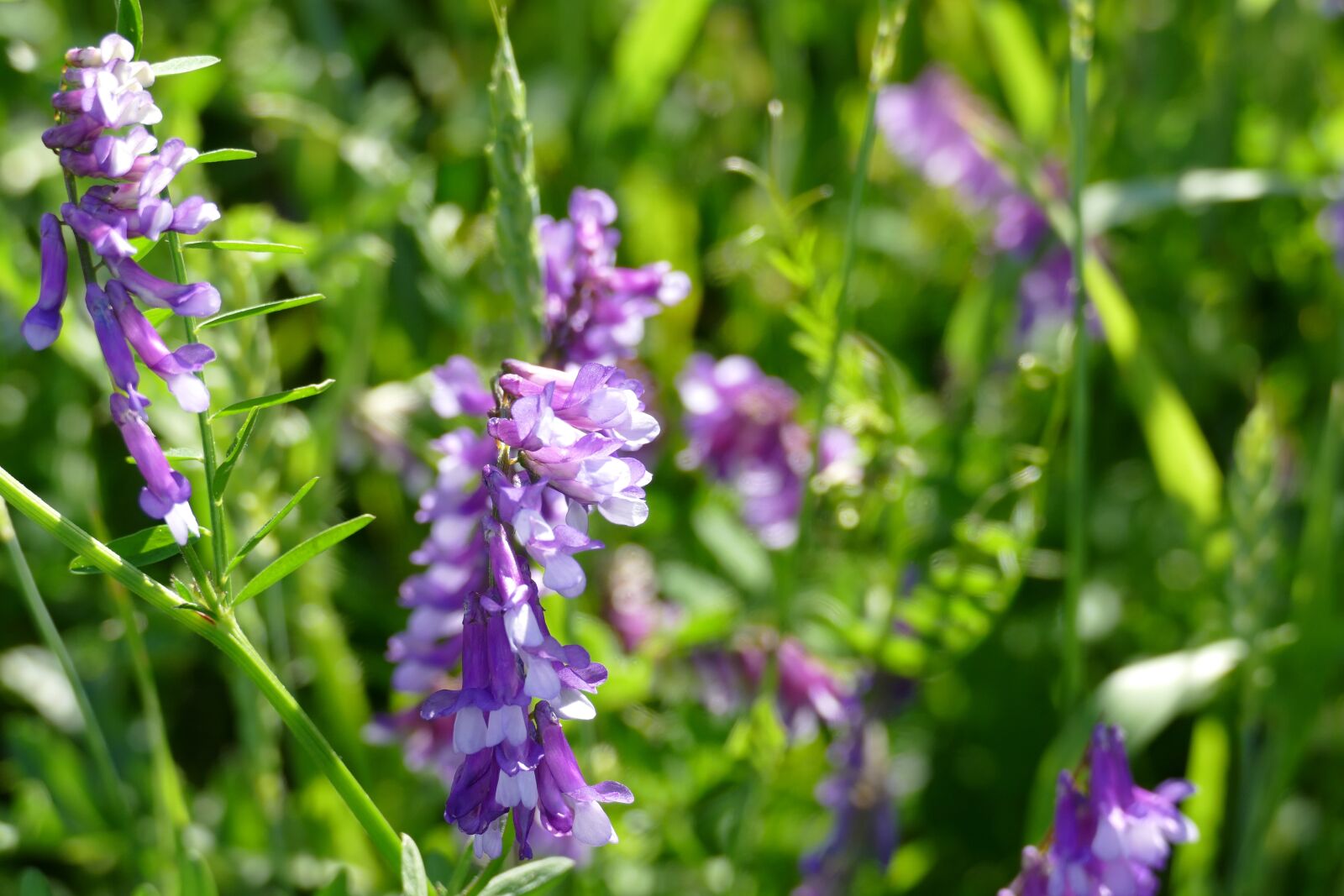 Panasonic Lumix DMC-FZ1000 sample photo. Bird vetch, vicia cracca photography