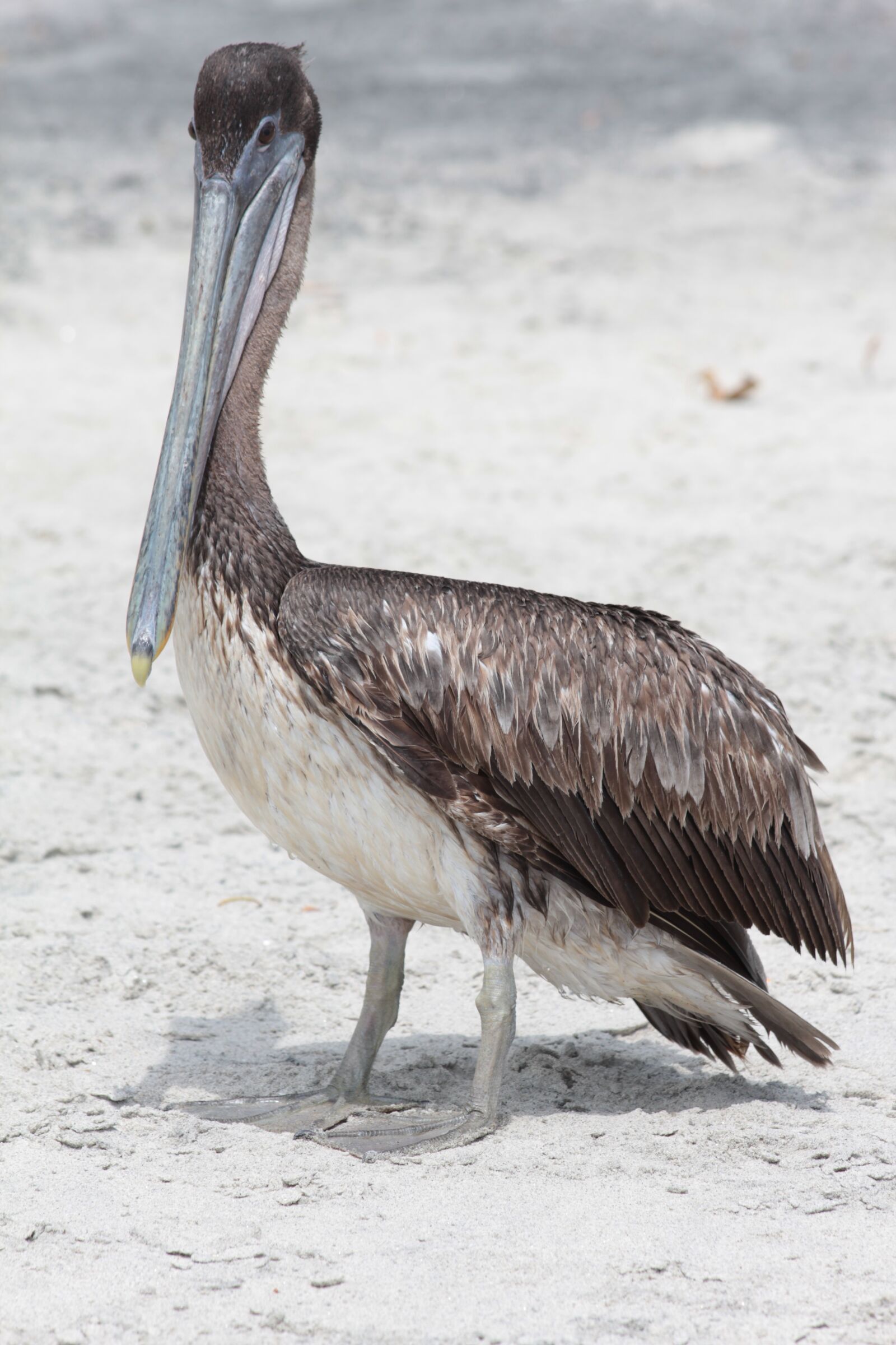 Canon EF 70-300mm F4-5.6 IS USM sample photo. Bird, nature, wildlife photography
