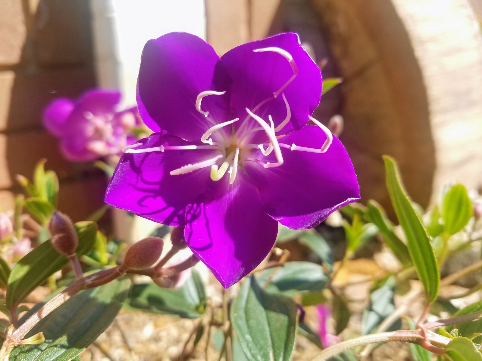 Samsung Galaxy S7 sample photo. Spring, purple flowers, bloom photography