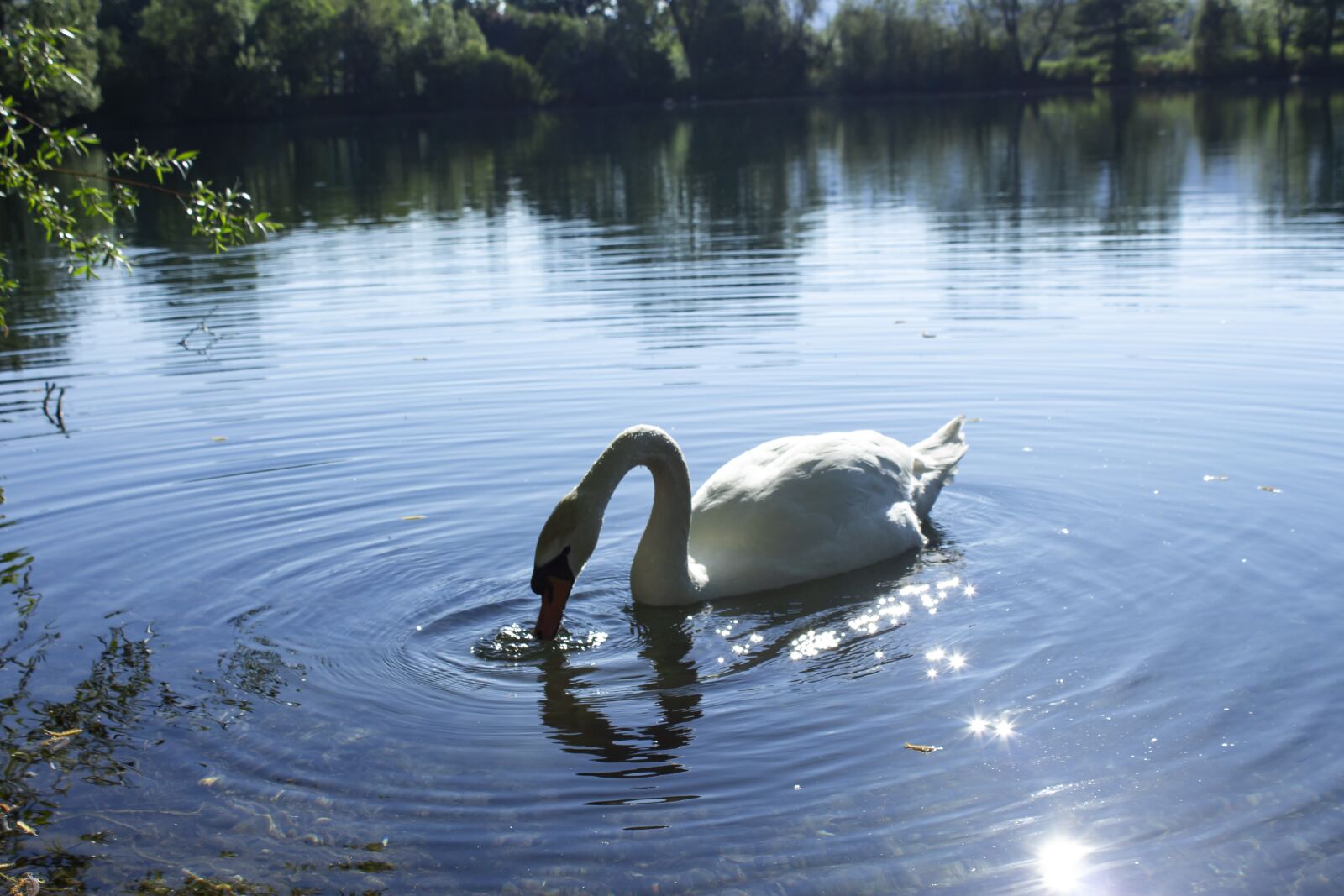 Canon EOS 700D (EOS Rebel T5i / EOS Kiss X7i) sample photo. Swan, spring, beauty photography