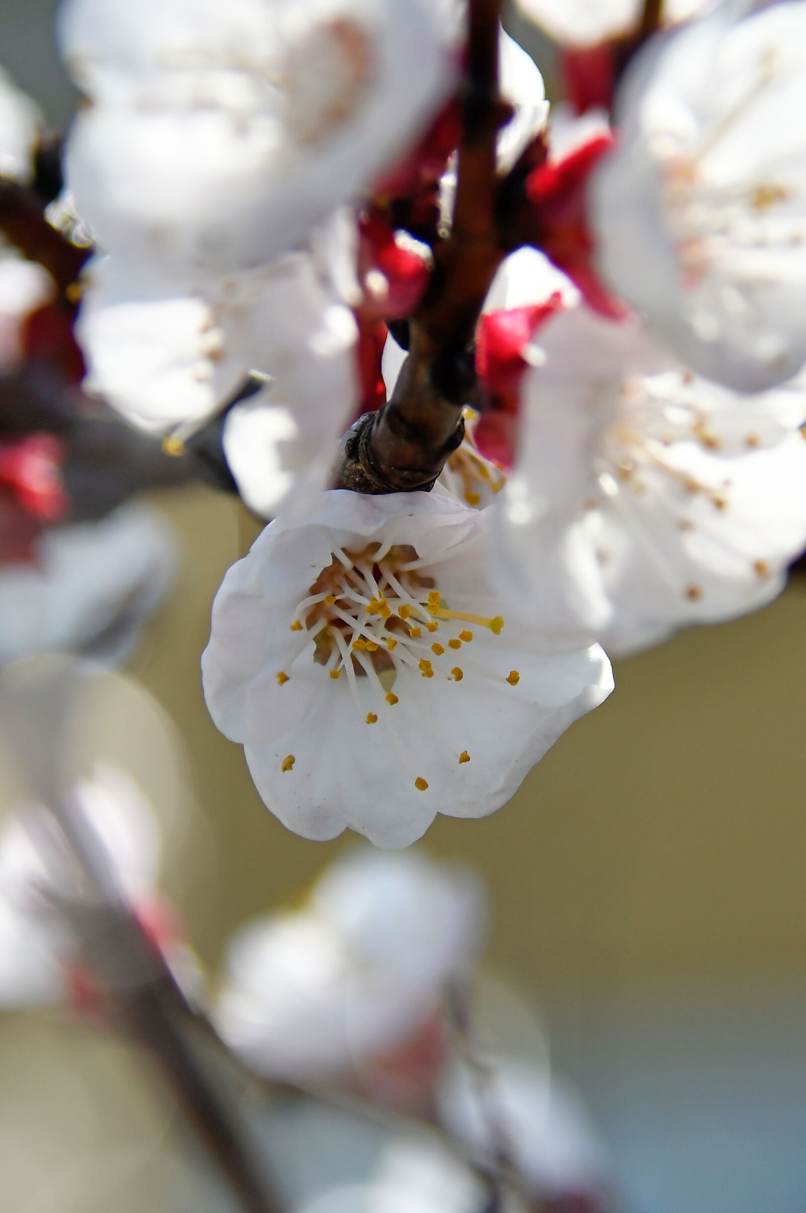 Nikon D3200 sample photo. Spring, cherry blossom, bloom photography