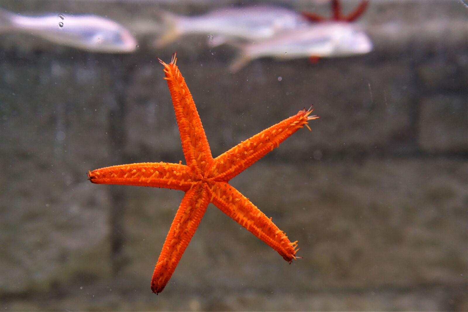 NX 18-55mm F3.5-5.6 sample photo. Starfish, under water creatures photography