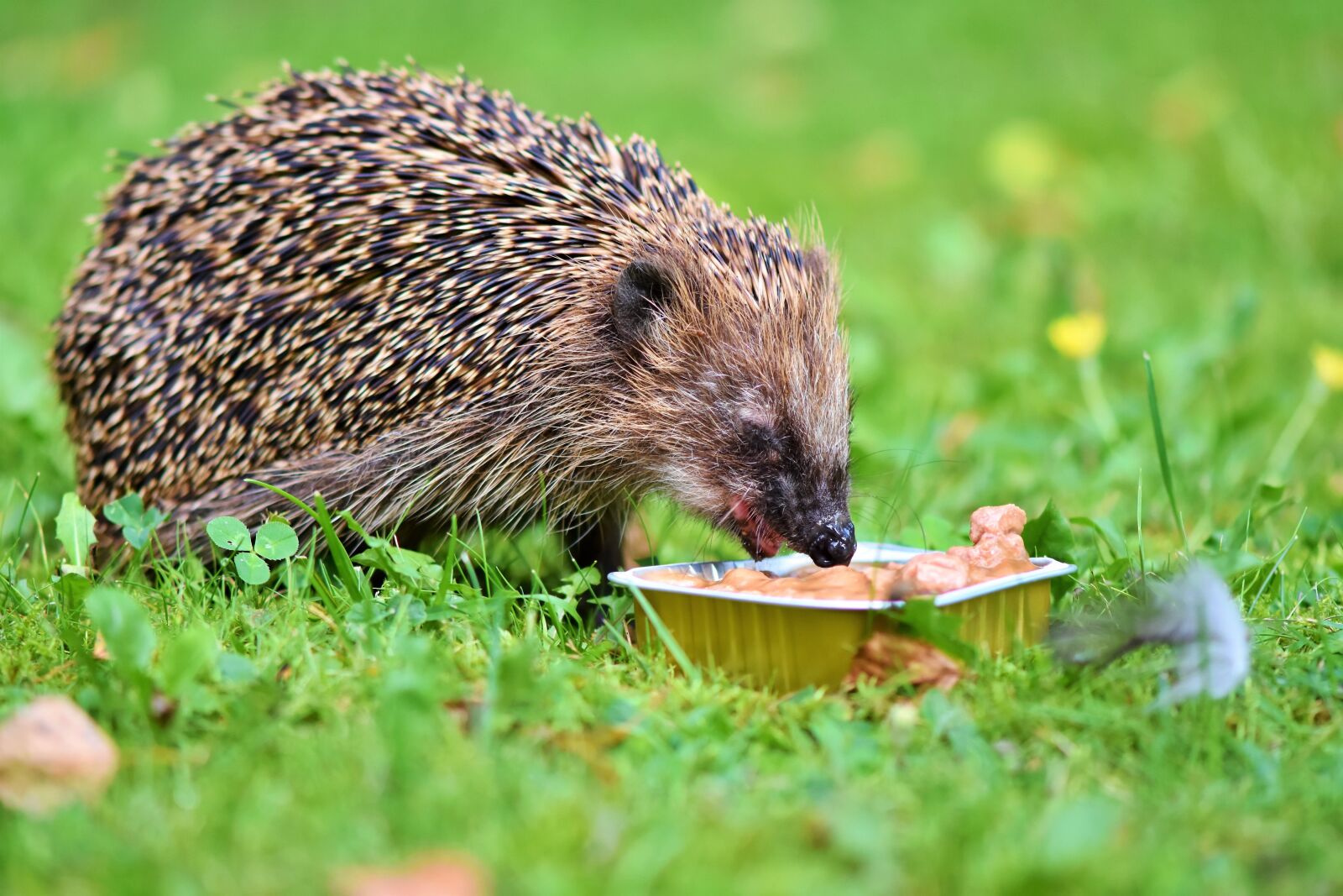 Nikon D7200 sample photo. Hedgehog, spur, hannah photography