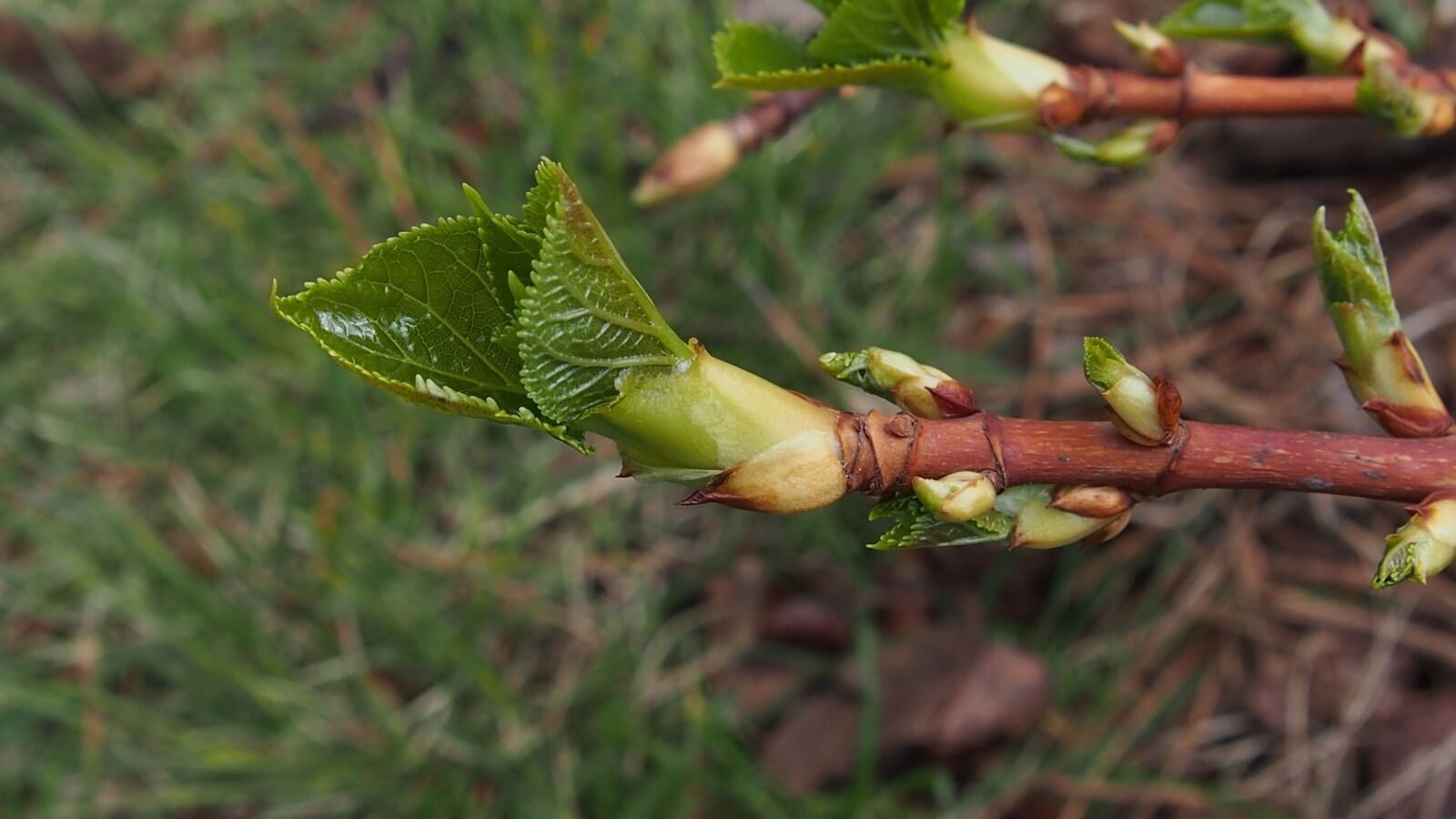 Olympus PEN E-PL6 sample photo. Bud, spring, blooms photography
